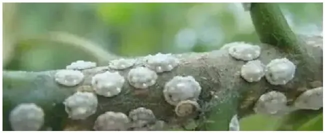 介壳虫怕什么植物 | 科普知识