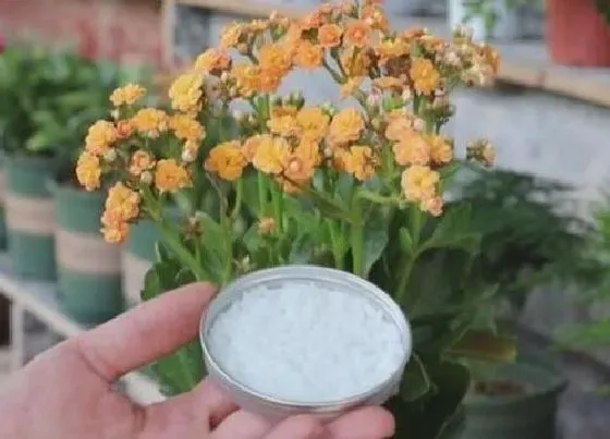 植物常识问题|花卉施肥不当产生肥害的处理方法