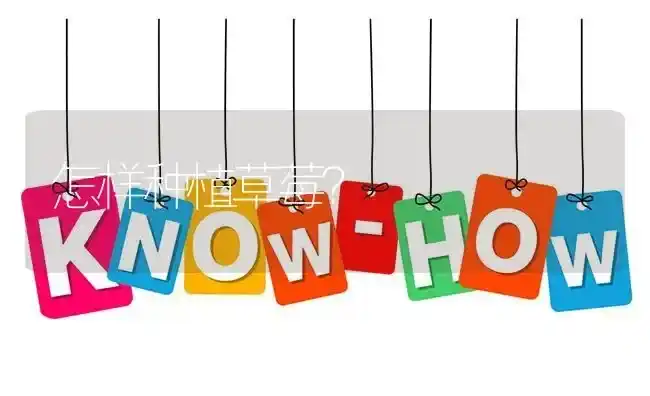 怎样种植草莓? | 养殖问题解答