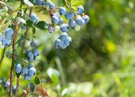 植物常识问题|春天栽种蓝莓的方法有哪些