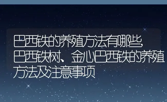 巴西铁的养殖方法有哪些,巴西铁树、金心巴西铁的养殖方法及注意事项 | 养殖常见问题