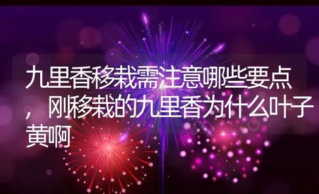 九里香移栽需注意哪些要点,刚移栽的九里香为什么叶子黄啊 | 养殖常见问题