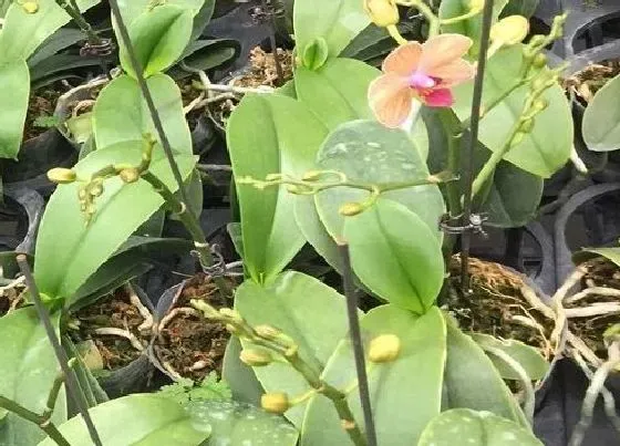 植物常识问题|怎样知道蝴蝶兰要抽箭呢