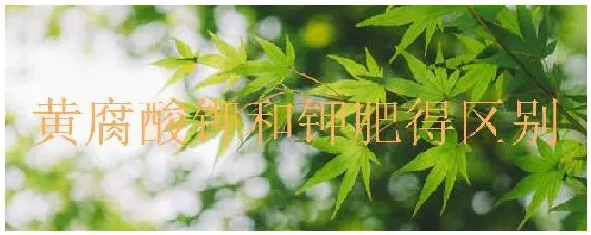 黄腐酸钾和钾肥得区别 | 三农答疑