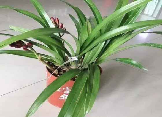 植物常识问题|兰花怎么养护养好更容易