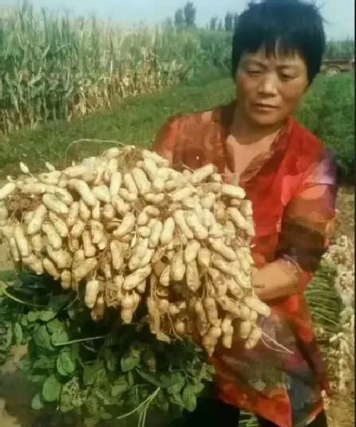 植物常识问题|种植常见的病虫害及其防治措施（花生种植过程中的病虫害）