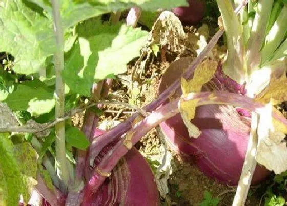 植物常识问题|北方蔓菁什么时候种植适合 蔓菁种植方法和时间