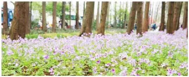 花草树木怎么过冬的 | 科普知识