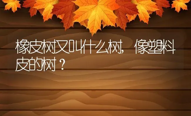 橡皮树又叫什么树,像塑料皮的树？ | 养殖常见问题