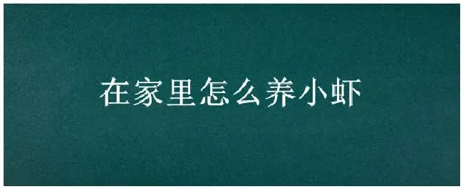 在家里怎么养小虾 | 三农答疑