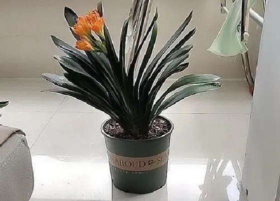 植物常识问题|如何养护君子兰叶片整齐像蒲扇