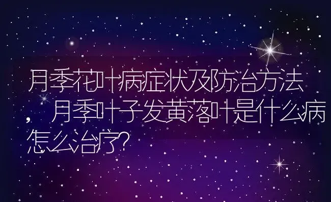 月季花叶病症状及防治方法,月季叶子发黄落叶是什么病怎么治疗？ | 养殖常见问题