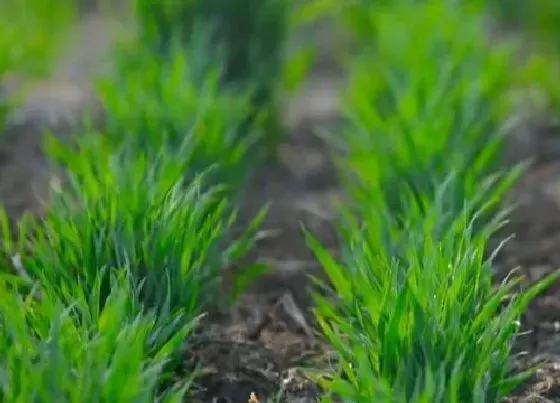 植物常识问题|麦种深谷种浅荞麦芝麻盖半脸的意思（小麦种多深合适）