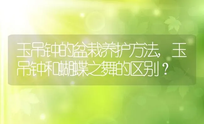 玉吊钟的盆栽养护方法,玉吊钟和蝴蝶之舞的区别？ | 养殖常见问题
