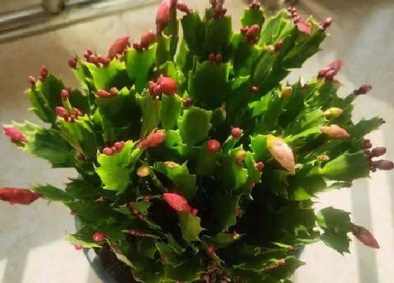 植物常识问题|扦插的蟹爪兰如何养护