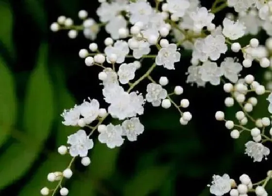 植物常识问题|梅花在什么季节开放 是冬季还是春季开花