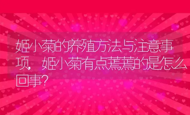 姬小菊的养殖方法与注意事项,姬小菊有点蔫蔫的是怎么回事？ | 养殖常见问题