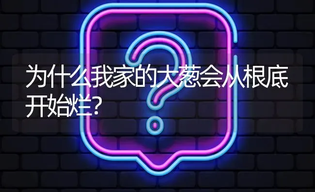 为什么我家的大葱会从根底开始烂? | 养殖问题解答