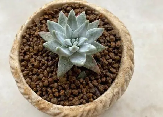 植物常识问题|天热多肉休眠会出现哪些症状