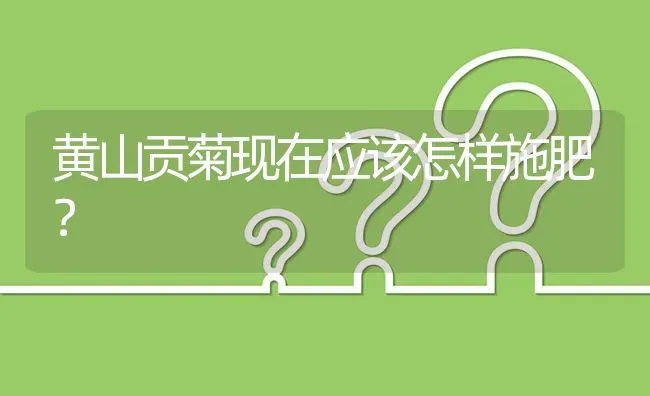 黄山贡菊现在应该怎样施肥? | 养殖问题解答