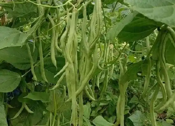 植物常识问题|盆栽豆角如何养护长豆了