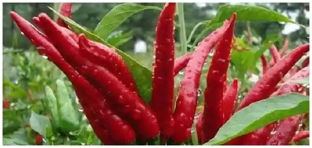 七星椒的特点 | 科普知识
