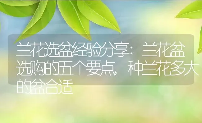 兰花选盆经验分享:兰花盆选购的五个要点,种兰花多大的盆合适 | 养殖常见问题