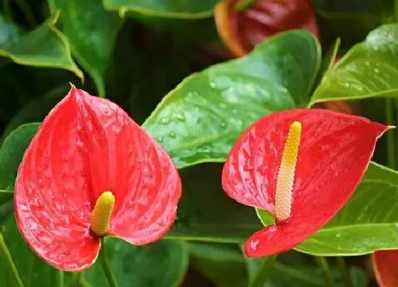 植物常识问题|夏季怎么养红掌花朵比叶片还多