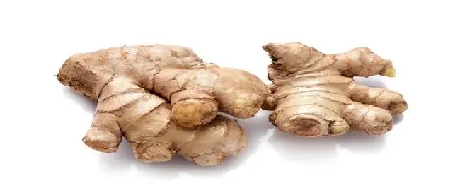 姜叶子发黄怎么治疗 | 科普知识