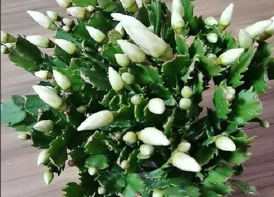 植物常识问题|蟹爪兰长满花苞容易掉落该怎么办