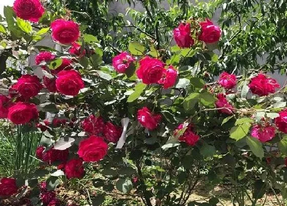 植物常识问题|月季和茶花是喜欢酸性还是碱性 （对土壤酸碱度要求）
