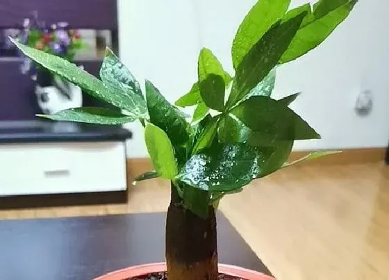 植物常识问题|发财树怎么养枝繁叶茂开满白花