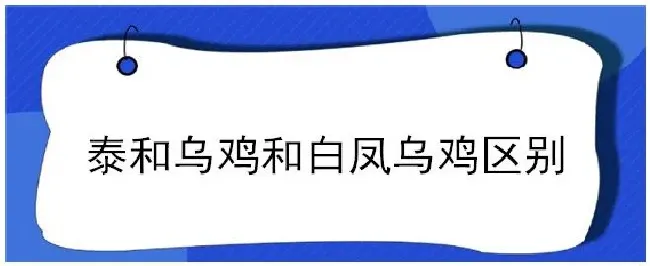 泰和乌鸡和白凤乌鸡区别 | 生活常识