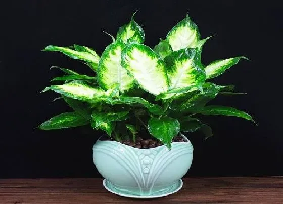 植物常识问题|万年青长什么样子