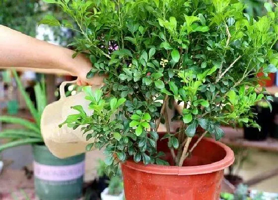 植物常识问题|花卉施肥不当产生肥害的处理方法