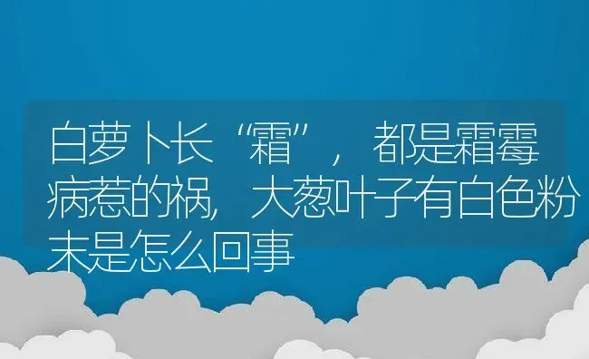 白萝卜长“霜”,都是霜霉病惹的祸,大葱叶子有白色粉末是怎么回事 | 养殖常见问题