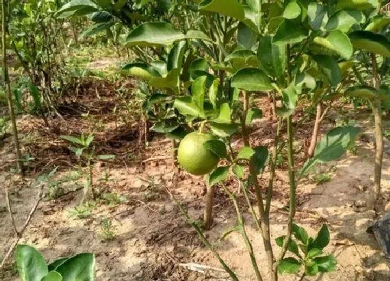 植物常识问题|柚子树的风水禁忌