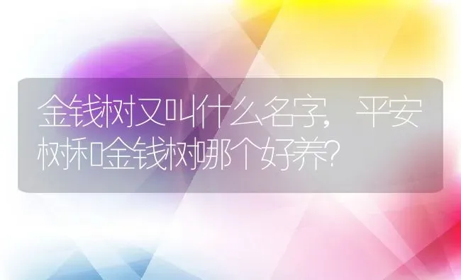 金钱树又叫什么名字,平安树和金钱树哪个好养？ | 养殖常见问题