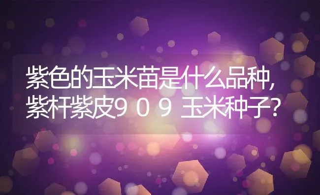 紫色的玉米苗是什么品种,紫杆紫皮909玉米种子？ | 养殖常见问题