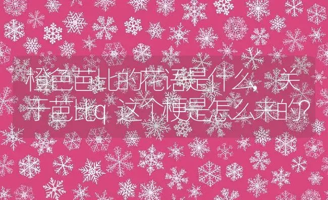 橙色芭比的花语是什么,关于芭比q这个梗是怎么来的？ | 养殖常见问题