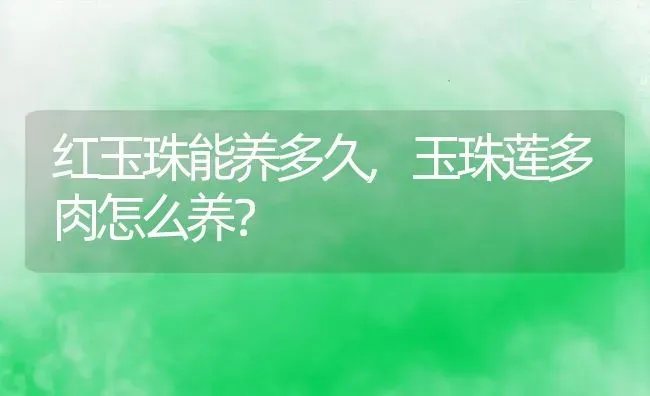 红玉珠能养多久,玉珠莲多肉怎么养？ | 养殖常见问题