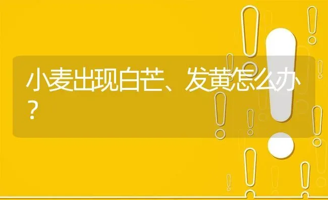 小麦出现白芒、发黄怎么办? | 养殖问题解答