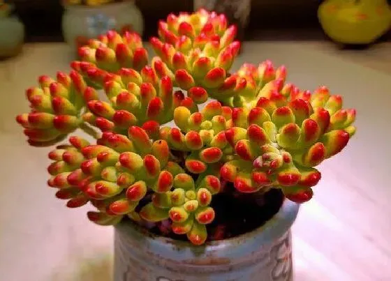 植物常识问题|天热多肉休眠会出现哪些症状