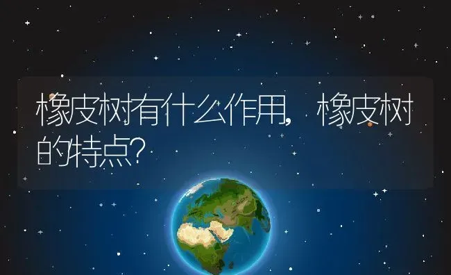 橡皮树有什么作用,橡皮树的特点？ | 养殖常见问题