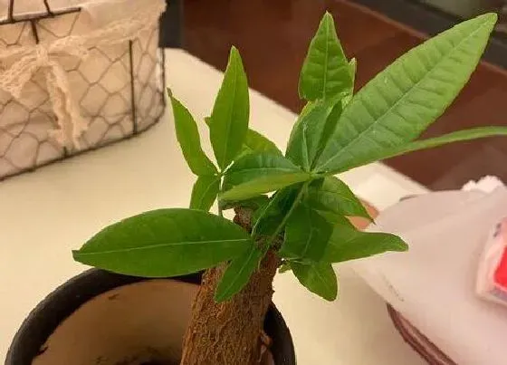 植物常识问题|发财树夏天这样养护生长旺盛