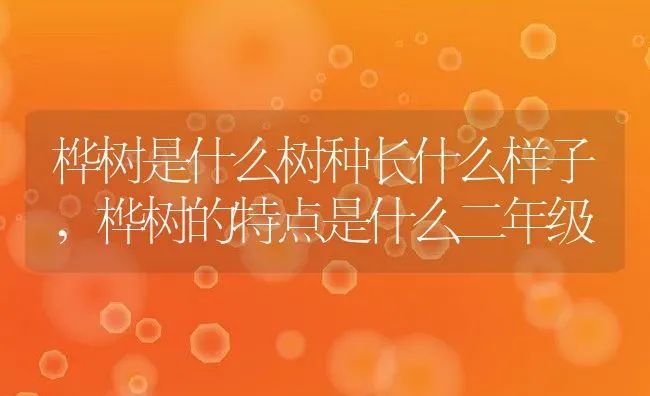 桦树是什么树种长什么样子,桦树的特点是什么二年级 | 养殖常见问题