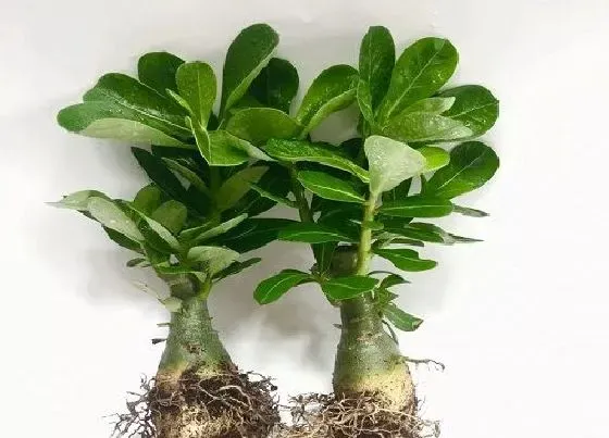 植物常识问题|沙漠玫瑰总是养不活该怎么处理
