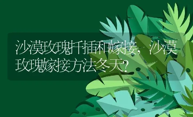 沙漠玫瑰扦插和嫁接,沙漠玫瑰嫁接方法冬天？ | 养殖常见问题