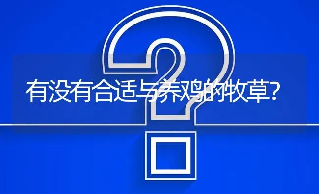 有没有合适与养鸡的牧草? | 养殖问题解答