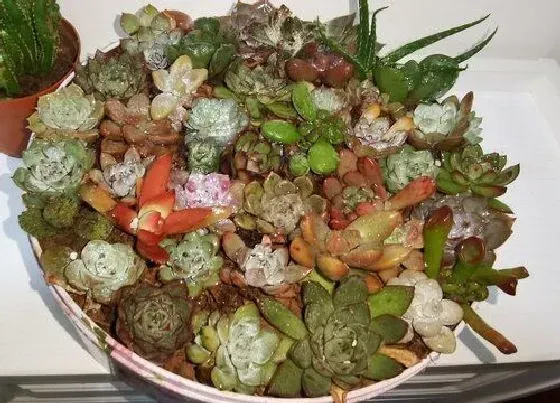 植物常识问题|天热多肉休眠会出现哪些症状